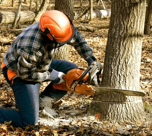 Tree Removal in Belle Rive, IL